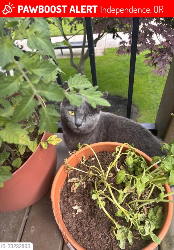 Lost Female Cat last seen Riverplace apmts, Independence, OR 97351
