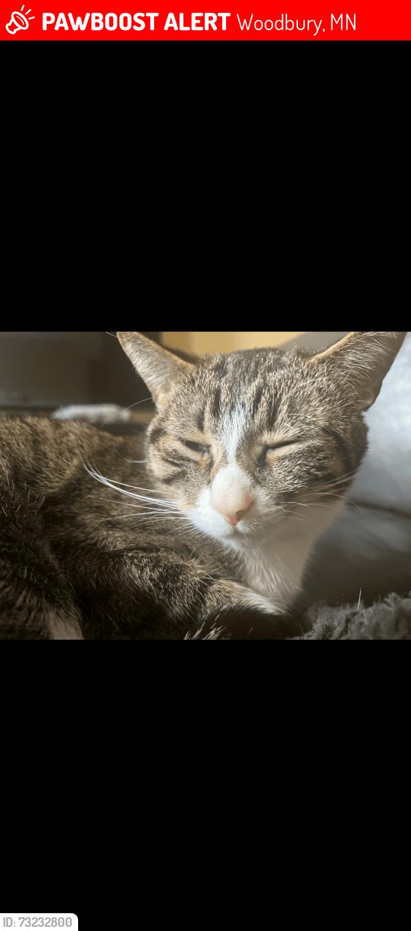 Lost Female Cat last seen St. John’s drive, Woodbury, MN 55129