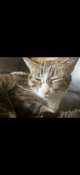 Lost Female Cat last seen St. John’s drive, Woodbury, MN 55129
