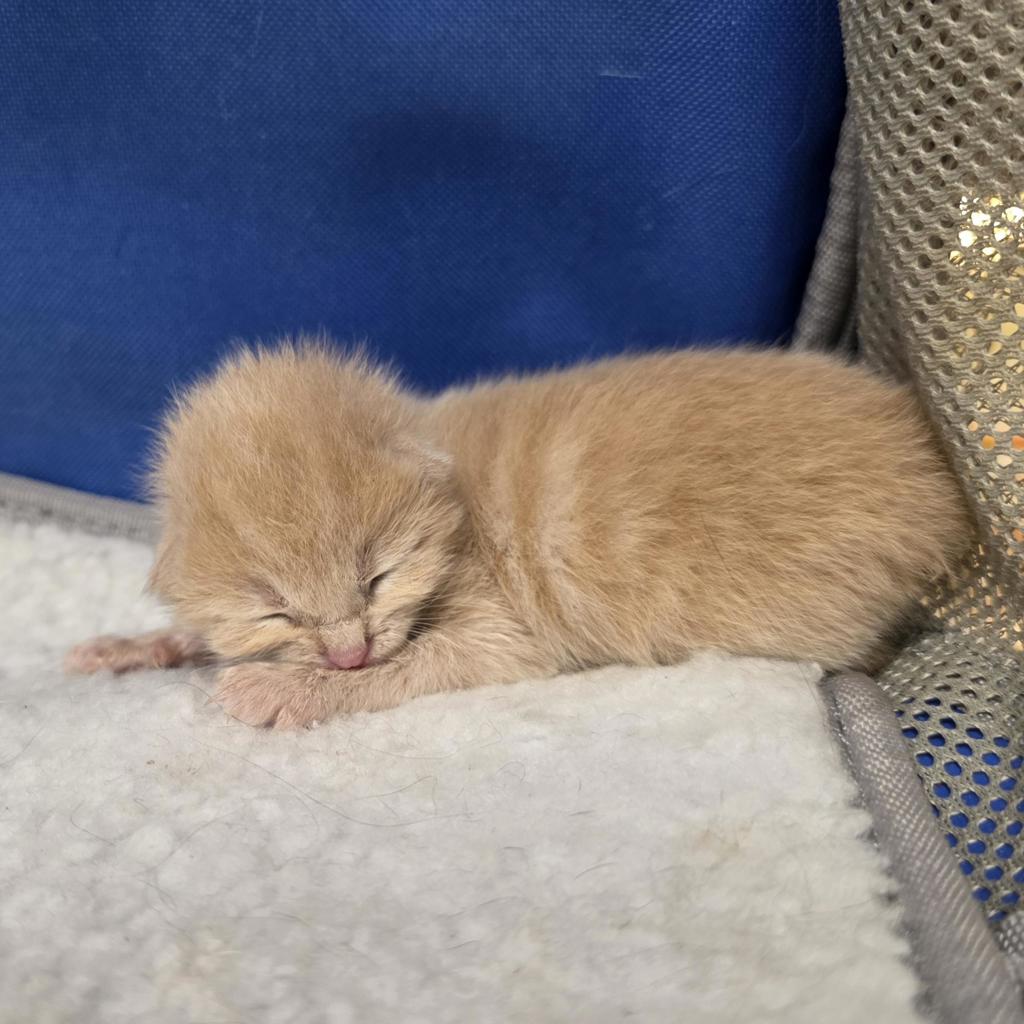 Shelter Stray Female Cat last seen Near N Centre City Parkway, Escondido, CA, 92025, Escondido, CA 92027, USA