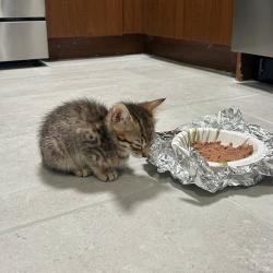 Shelter Stray Male Cat last seen Near Laconia Avenue, BRONX, NY, 10466, 326 E 110th St, New York, NY 10029, USA