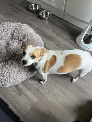 Found/Stray Female Dog last seen Stormcloud Pass, Meadow Pointe, Wesley chapel, Wesley Chapel, FL 33543