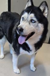 Shelter Stray Female Dog last seen Near Skyline Drive, San Diego, CA, 92114, El Cajon, CA 92020, USA