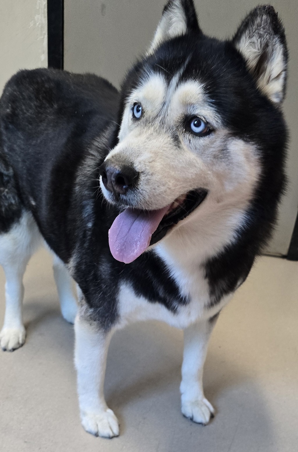 Shelter Stray Female Dog last seen Near Skyline Drive, San Diego, CA, 92114, El Cajon, CA 92020, USA