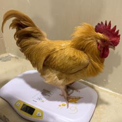 Shelter Stray Male Bird last seen Near Los Coches Road, Lakeside, CA, 92040, 5500 Gaines St, San Diego, CA 92110, USA