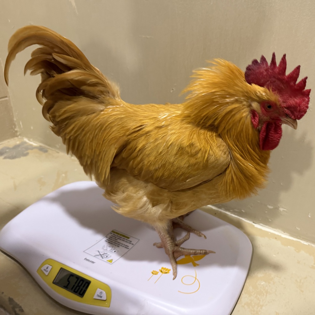 Shelter Stray Male Bird last seen Near Los Coches Road, Lakeside, CA, 92040, 5500 Gaines St, San Diego, CA 92110, USA