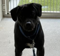 Shelter Stray Male Dog last seen Apt 15,1022 Peach Avenue, El Cajon, CA, 92021, El Cajon, CA 92020, USA
