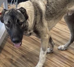 Found/Stray Male Dog last seen Walnut and Abrams, Richardson, TX 75081