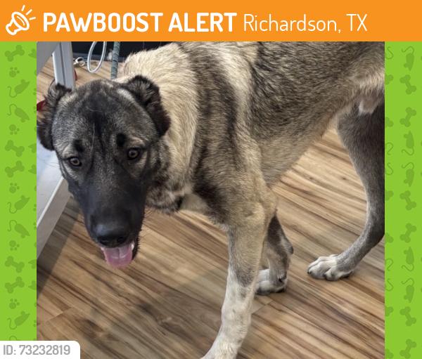 Found/Stray Male Dog last seen Walnut and Abrams, Richardson, TX 75081