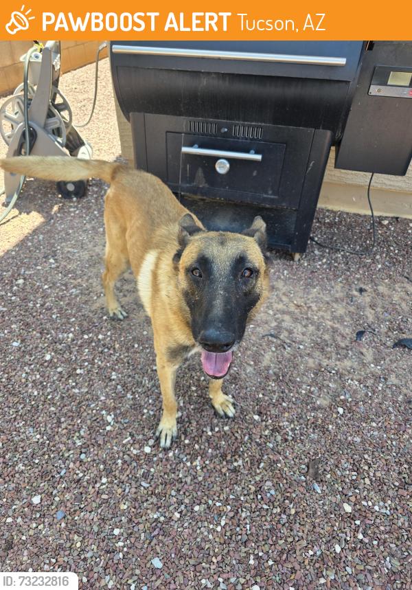 Found/Stray Male Dog last seen Alvernon/valencia, Tucson, AZ 85706