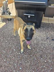 Found/Stray Male Dog last seen Alvernon/valencia, Tucson, AZ 85706