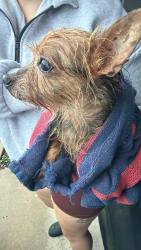 Reunited Unknown Dog last seen Springfield Drive, Beacon Square, FL 34691