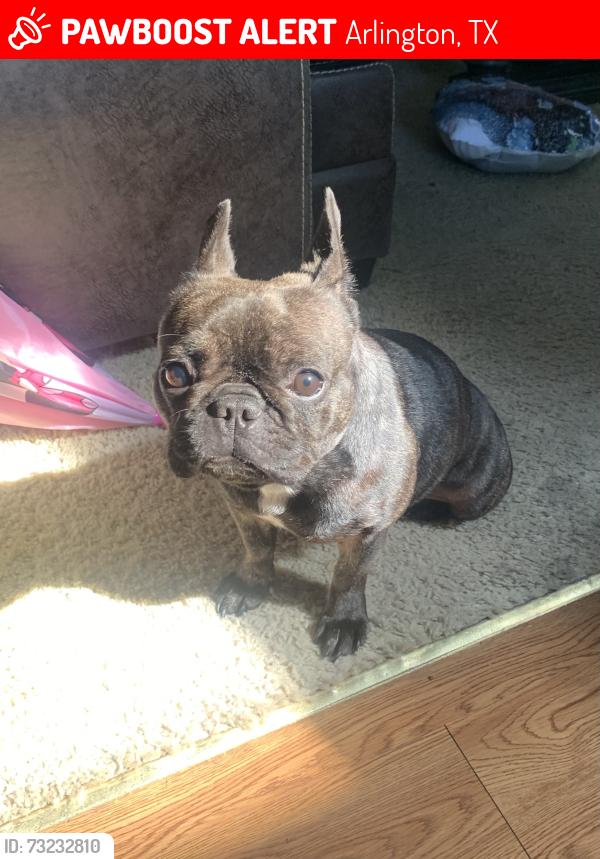 Lost Female Dog last seen Near Brookhaven trl Arlington Tx, Arlington, TX 76001
