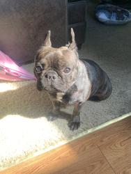 Lost Female Dog last seen Near Brookhaven trl Arlington Tx, Arlington, TX 76001