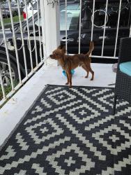 Found/Stray Male Dog last seen W 36th and Debree, Norfolk, VA 23508