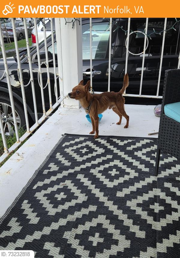 Found/Stray Male Dog last seen W 36th and Debree, Norfolk, VA 23508