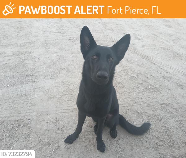 Found/Stray Female Dog last seen John Brooks beach Fort Pierce Florida, Fort Pierce, FL 34949