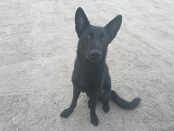 Found/Stray Female Dog last seen John Brooks beach Fort Pierce Florida, Fort Pierce, FL 34949