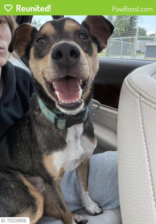 Reunited Male Dog last seen Rolling Rd and Main St, Burlington, NC 27217