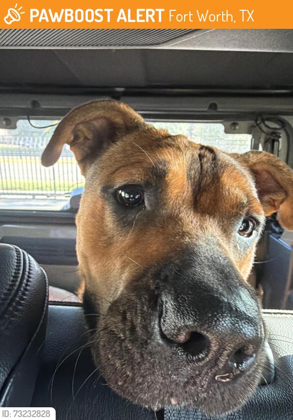 Found/Stray Male Dog last seen Near Hemphill St Ft Worth, Fort Worth, TX 76115