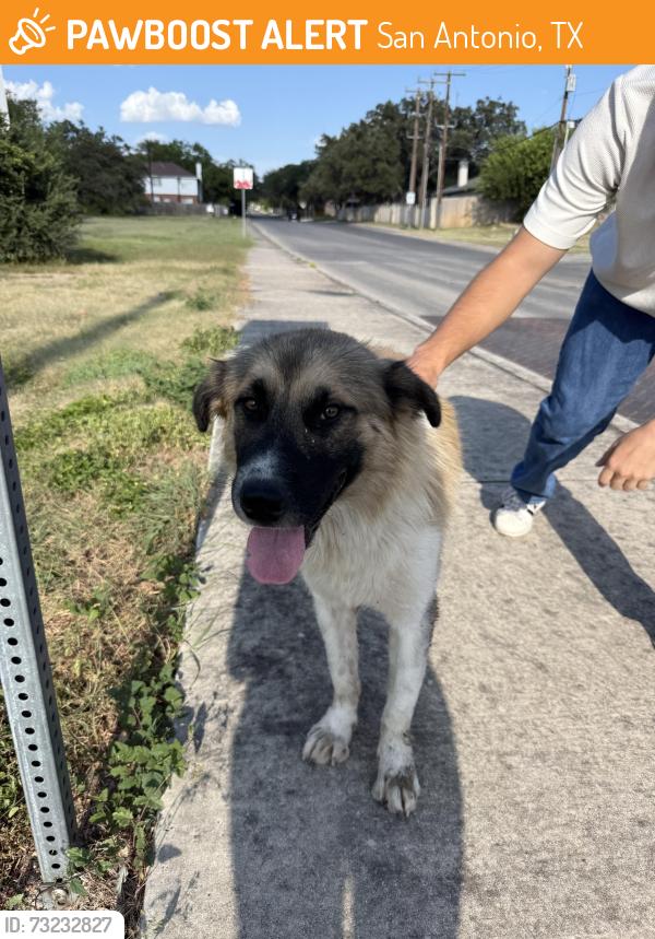 Found/Stray Male Dog last seen Last seen by the stop light on tezel and timber path, San Antonio, TX 78250