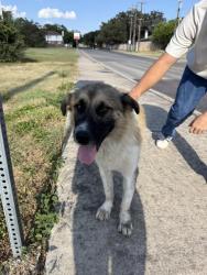 Found/Stray Male Dog last seen Last seen by the stop light on tezel and timber path, San Antonio, TX 78250