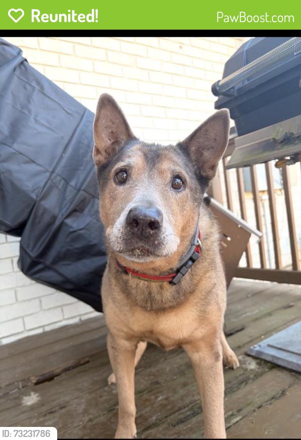 Reunited Male Dog last seen Holly hills and jenkins, Chattanooga, TN 37421