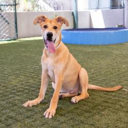 Shelter Stray Male Dog last seen , 361 S Raymond Ave, Pasadena, CA 91105, USA