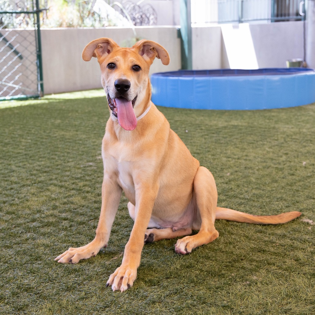 Shelter Stray Male Dog last seen , 361 S Raymond Ave, Pasadena, CA 91105, USA