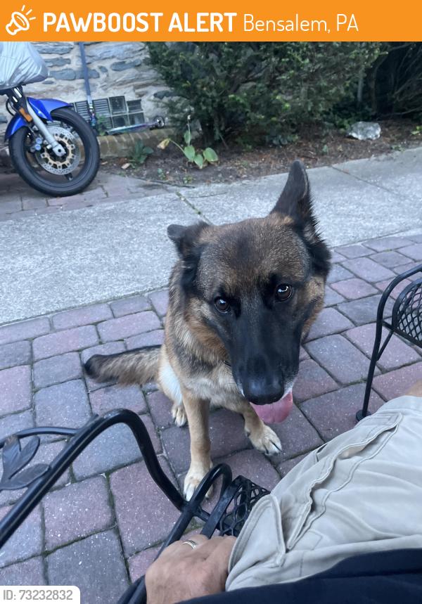 Found/Stray Female Dog last seen Newport road, Bensalem, PA 19020
