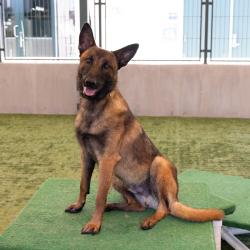Shelter Stray Male Dog last seen , 361 S Raymond Ave, Pasadena, CA 91105, USA