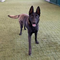 Shelter Stray Female Dog last seen , 361 S Raymond Ave, Pasadena, CA 91105, USA