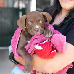 Shelter Stray Female Dog last seen , 361 S Raymond Ave, Pasadena, CA 91105, USA