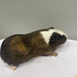 Shelter Stray Female Other last seen , 3607 N Armenia Ave, Tampa, FL 33607, USA