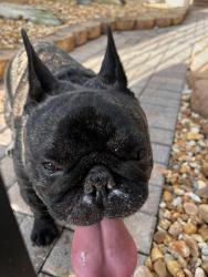 Reunited Male Dog last seen Isles of Bayshore, Cutler Bay, FL 33190