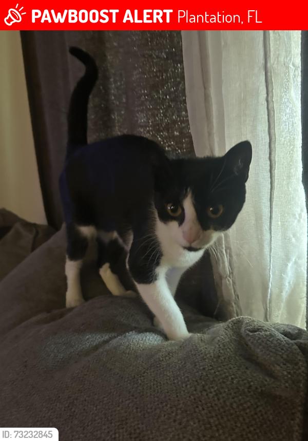 Lost Female Cat last seen Stratford Gardens apmts, Plantation, FL 33317