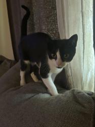 Lost Female Cat last seen Stratford Gardens apmts, Plantation, FL 33317