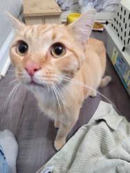 Found/Stray Male Cat last seen Liv green gardens apmts, Greensboro, NC 27405