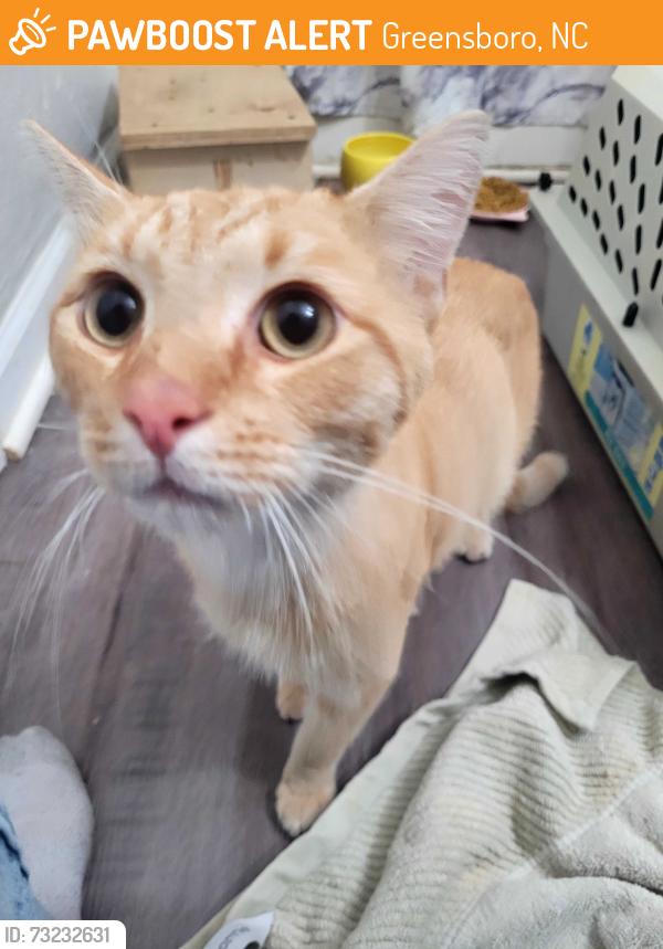 Found/Stray Male Cat last seen Liv green gardens apmts, Greensboro, NC 27405