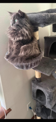 Reunited Male Cat last seen N Elm St & N Strong Rd, Spokane, WA 99208