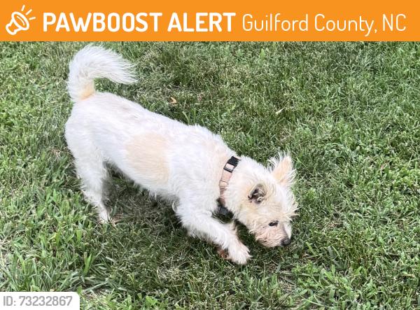 Found/Stray Female Dog last seen Friendship Glen, Guilford County, NC 27214