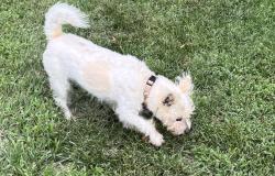 Found/Stray Female Dog last seen Friendship Glen, Guilford County, NC 27214