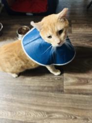 Lost Male Cat last seen Arrowood lane, Alpharetta, GA 30009