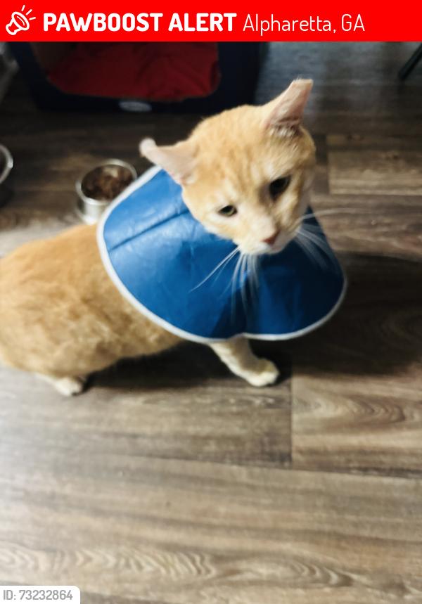 Lost Male Cat last seen Arrowood lane, Alpharetta, GA 30009