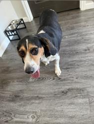 Found/Stray Unknown Dog last seen Fossil creek, Fort Worth, TX 76137