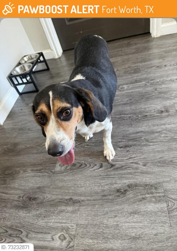 Found/Stray Unknown Dog last seen Fossil creek, Fort Worth, TX 76137