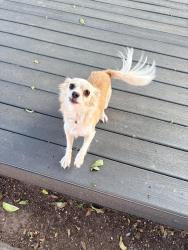 Found/Stray Female Dog last seen Irving, San Angelo, TX 76903