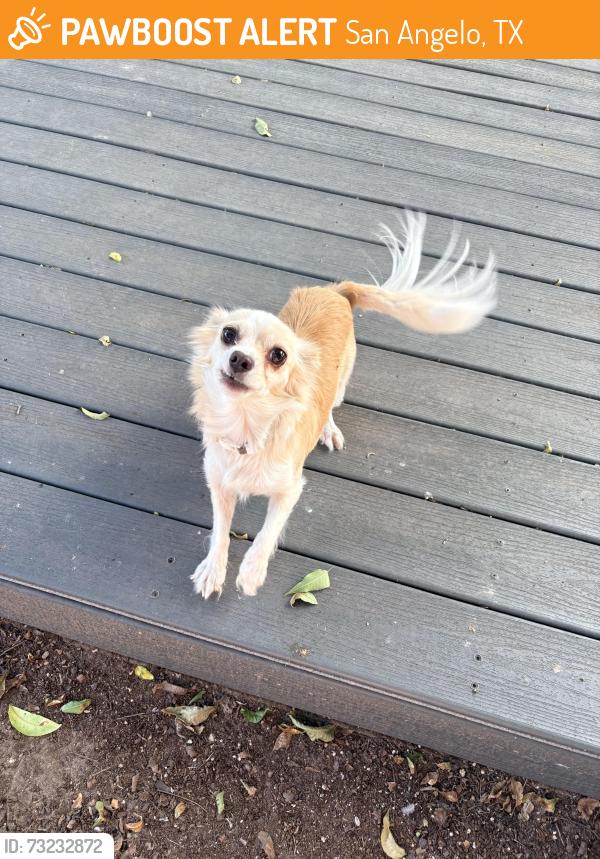 Found/Stray Female Dog last seen Irving, San Angelo, TX 76903