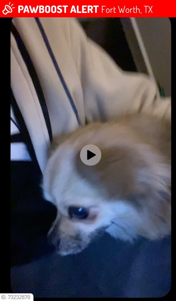 Lost Male Dog last seen Na, Fort Worth, TX 76112