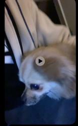 Lost Male Dog last seen Na, Fort Worth, TX 76112